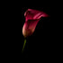 Calla Lilies I - Floral Art Prints